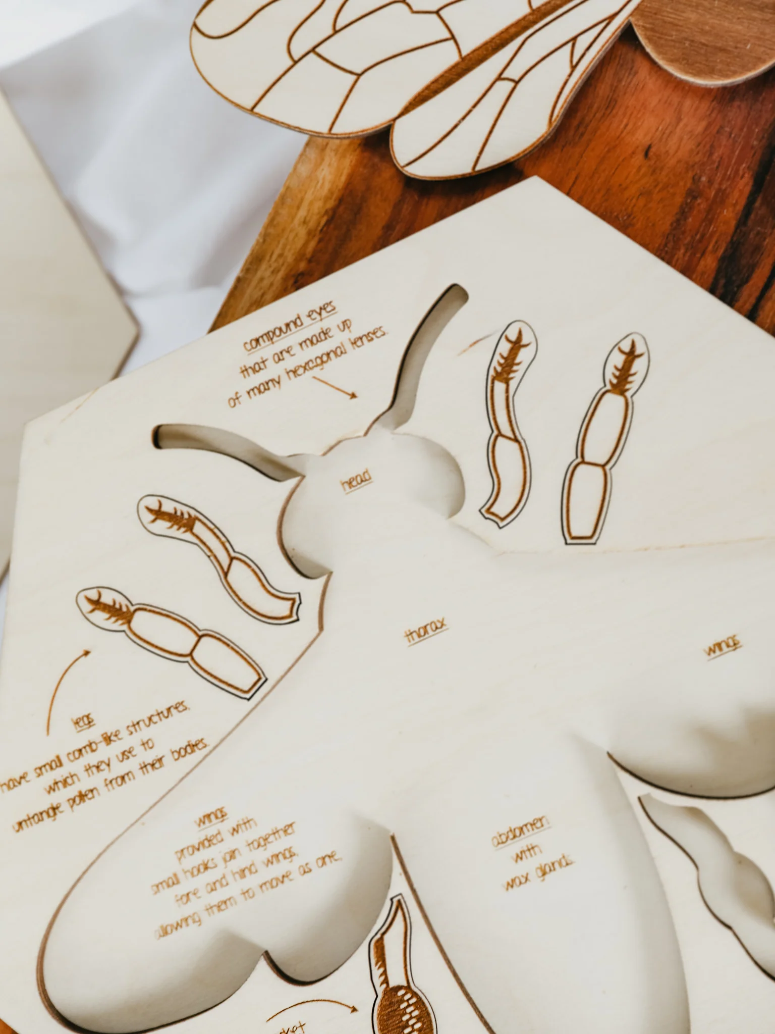 Bee Anatomy Wooden Puzzle - Image 3
