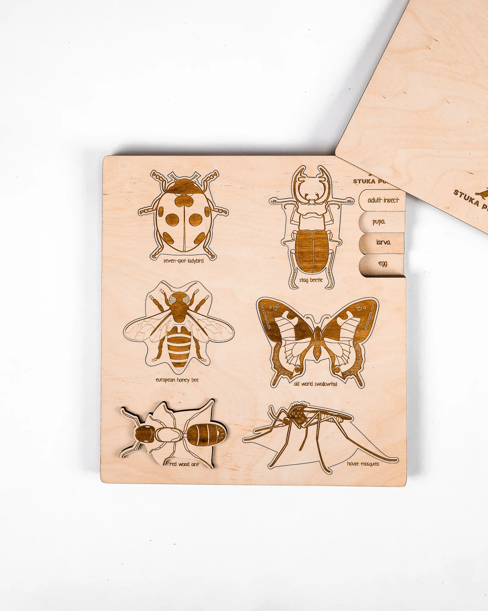 Bug Life Cycle Wooden Puzzle - Image 4