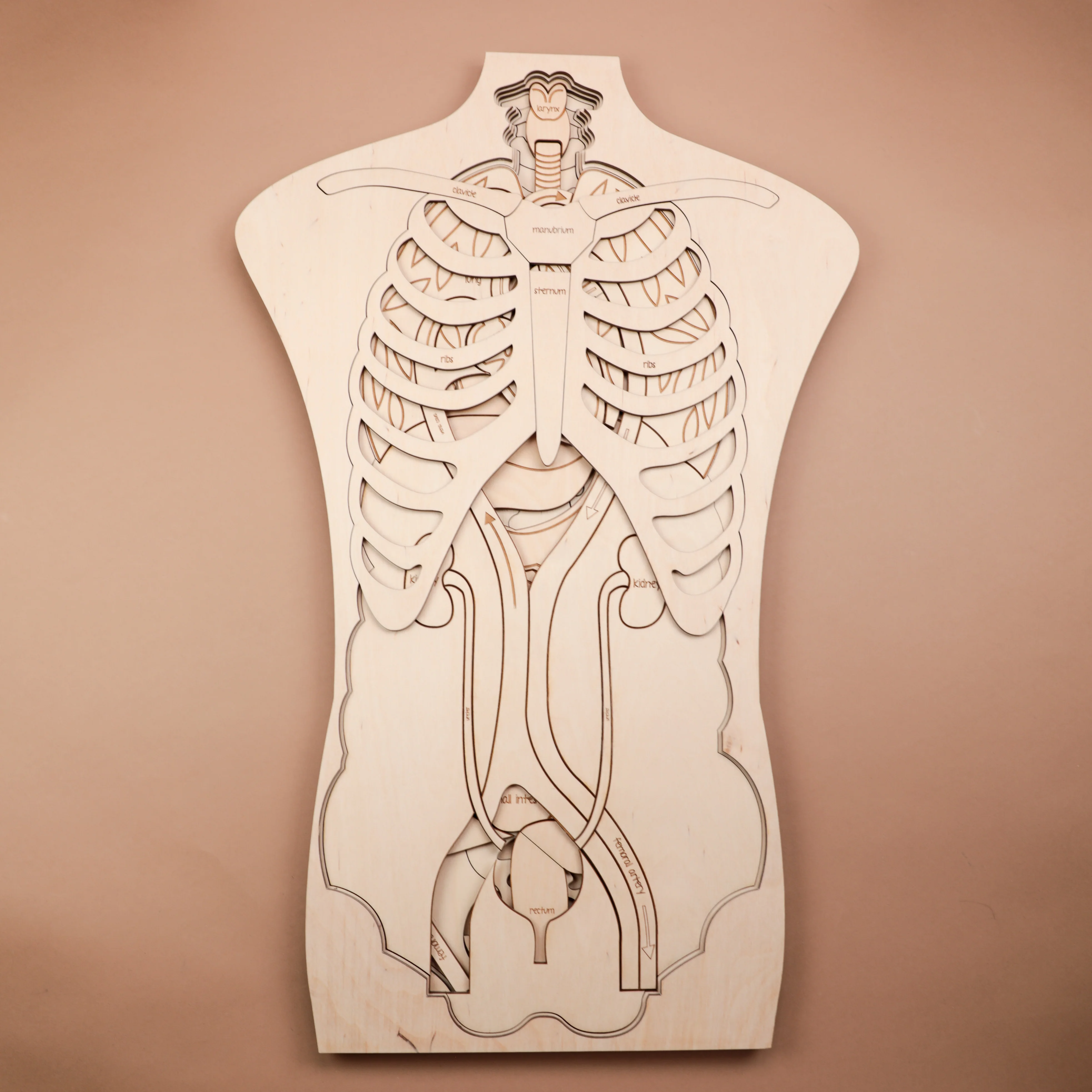 Human Anatomy Wooden Puzzle - Image 2