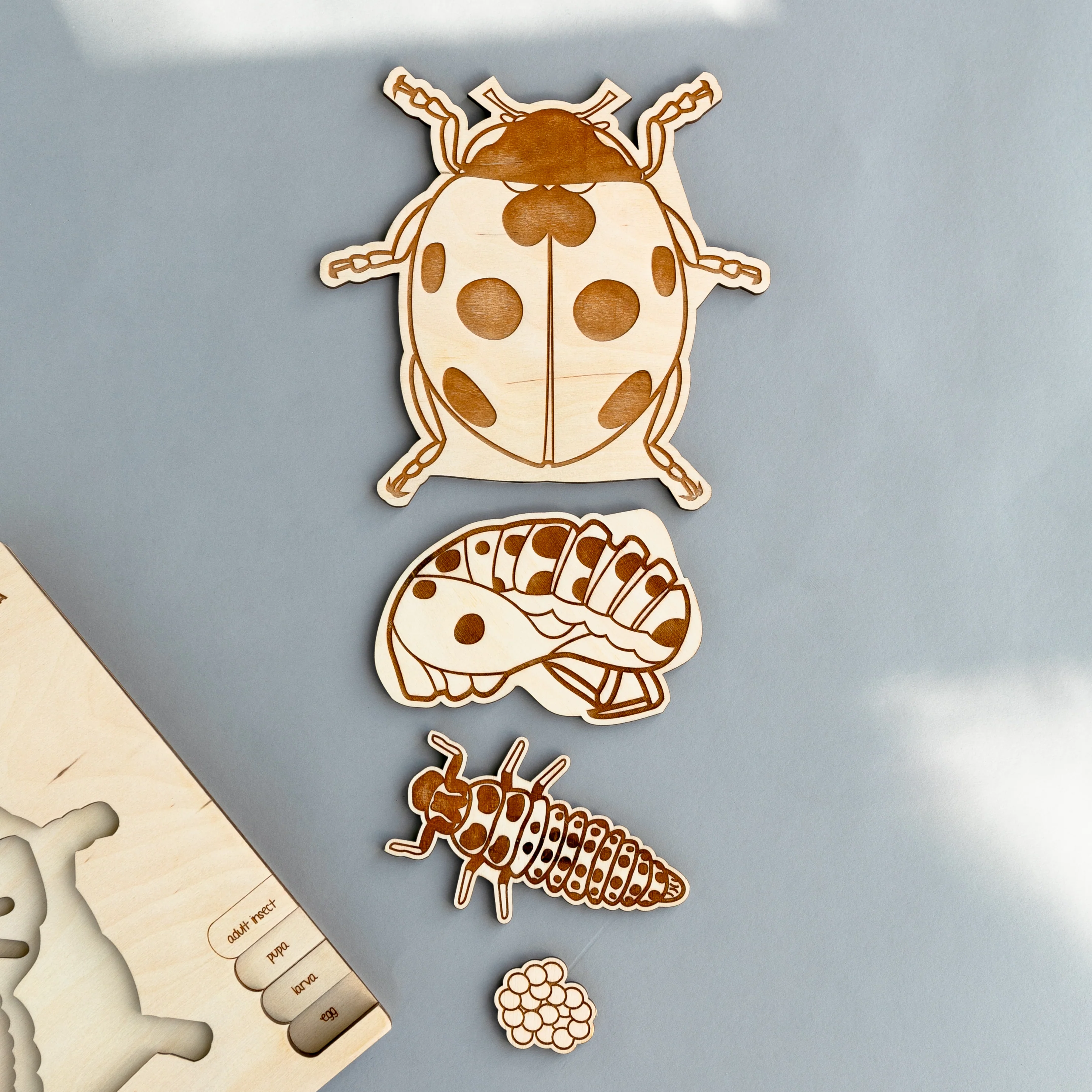 Insects Life Cycle Wooden Puzzle - Image 10