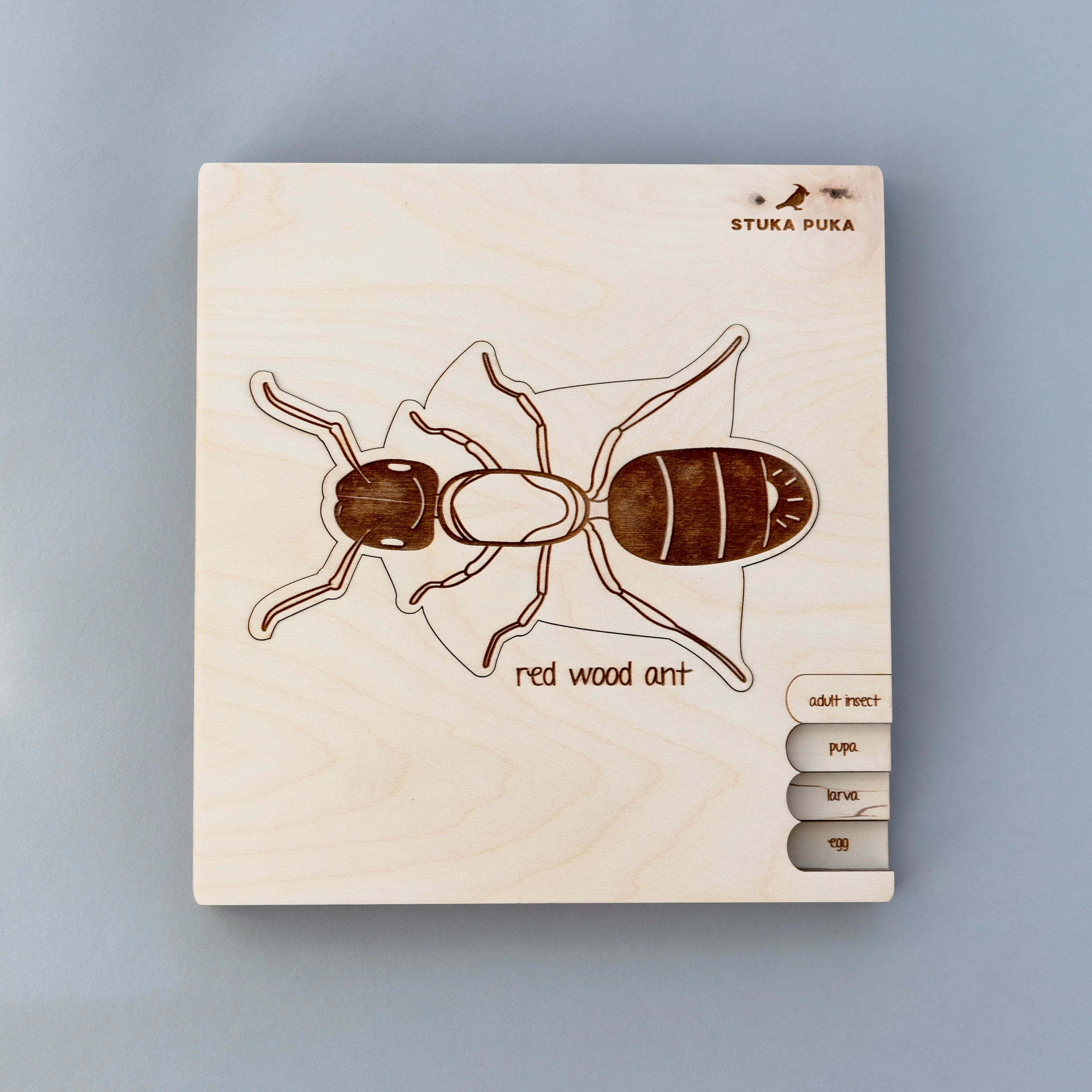 Insects Life Cycle Wooden Puzzle - Image 14