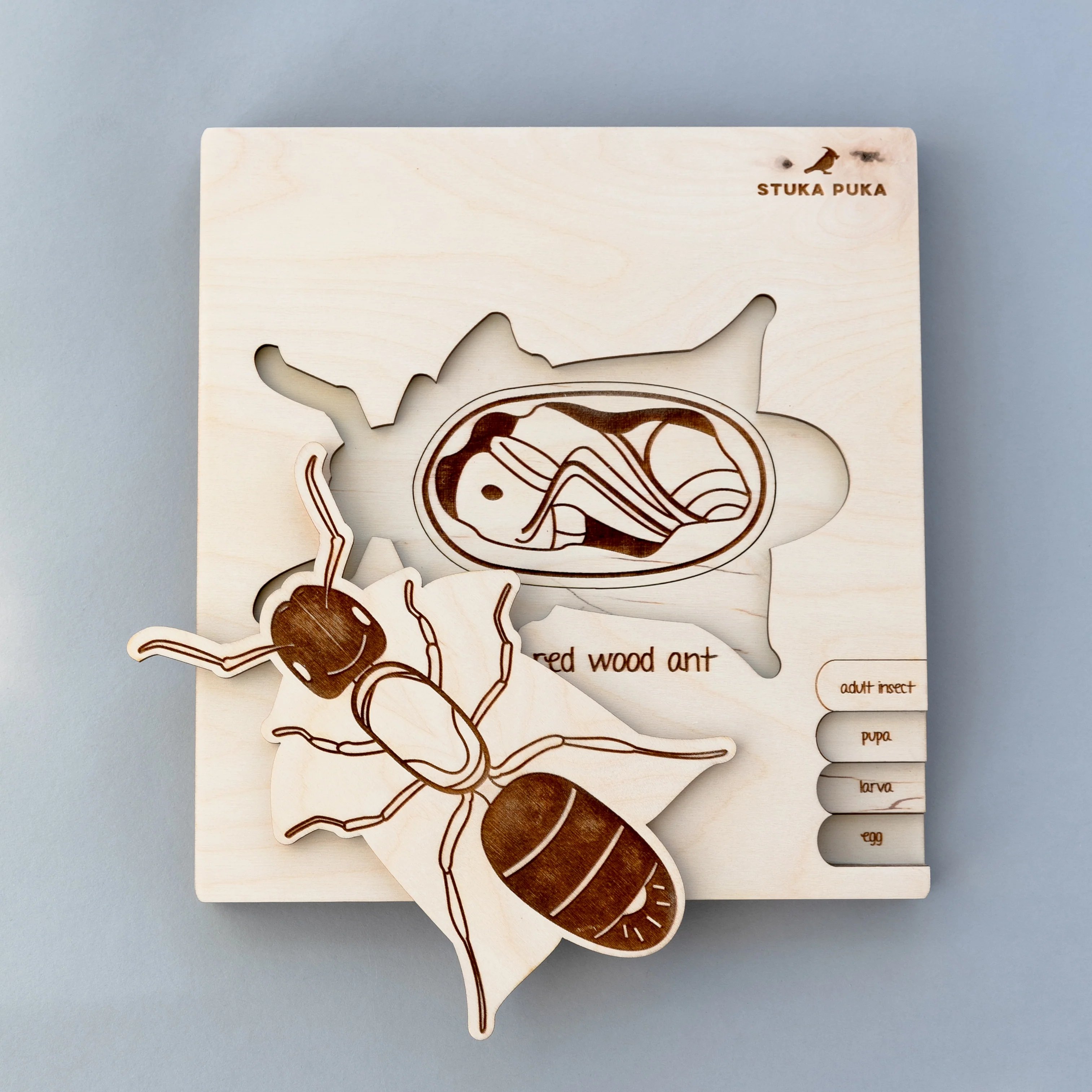 Insects Life Cycle Wooden Puzzle - Image 15