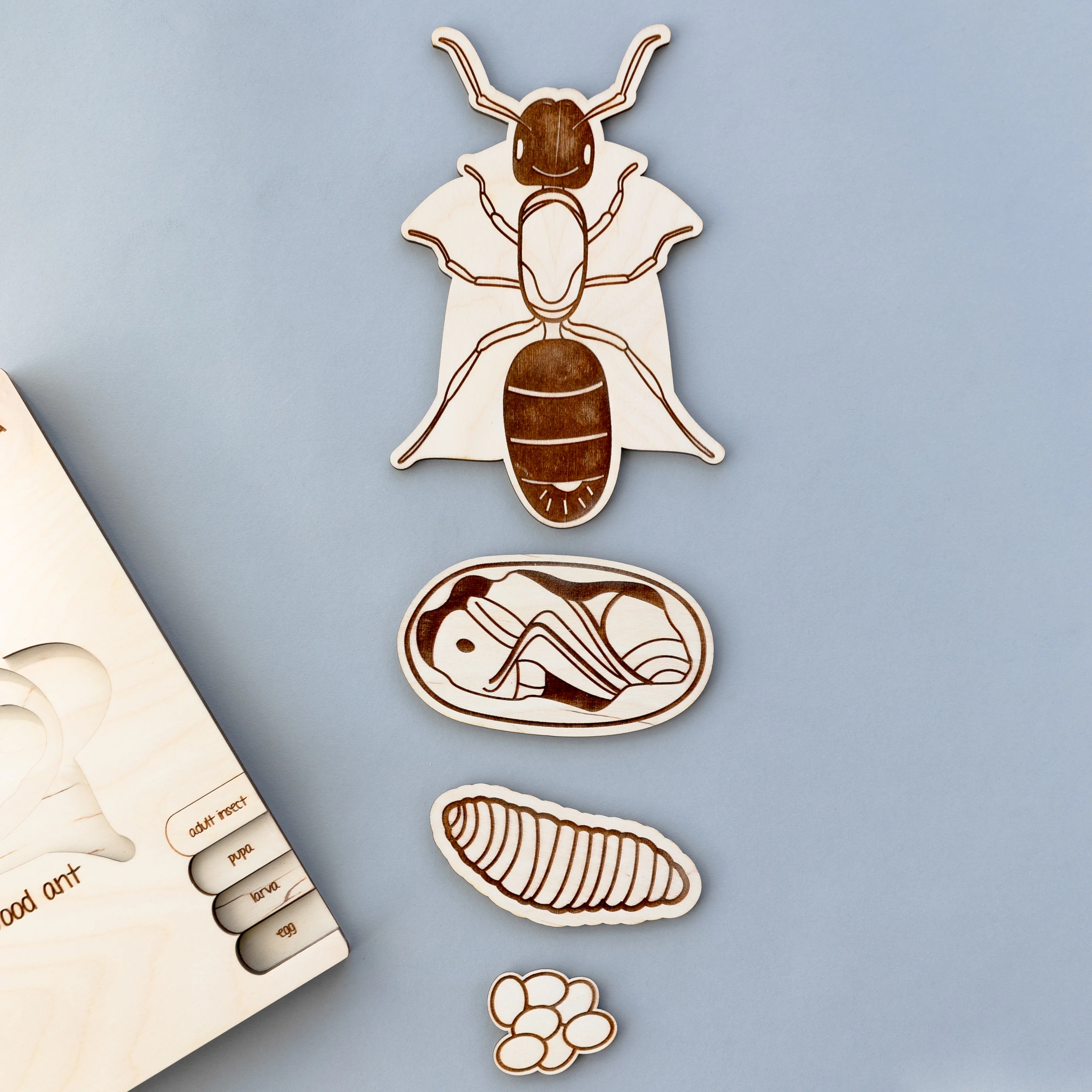 Insects Life Cycle Wooden Puzzle - Image 16