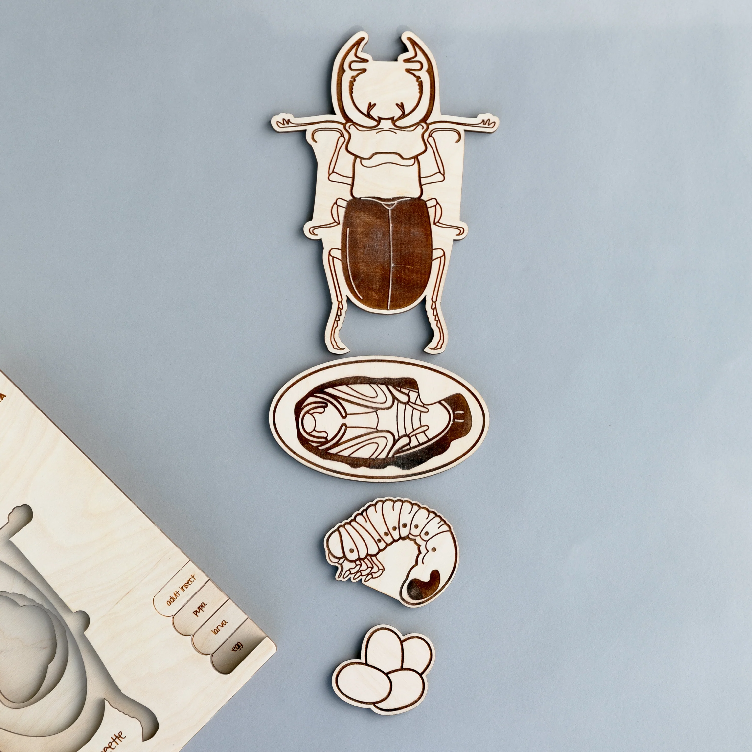Insects Life Cycle Wooden Puzzle - Image 19