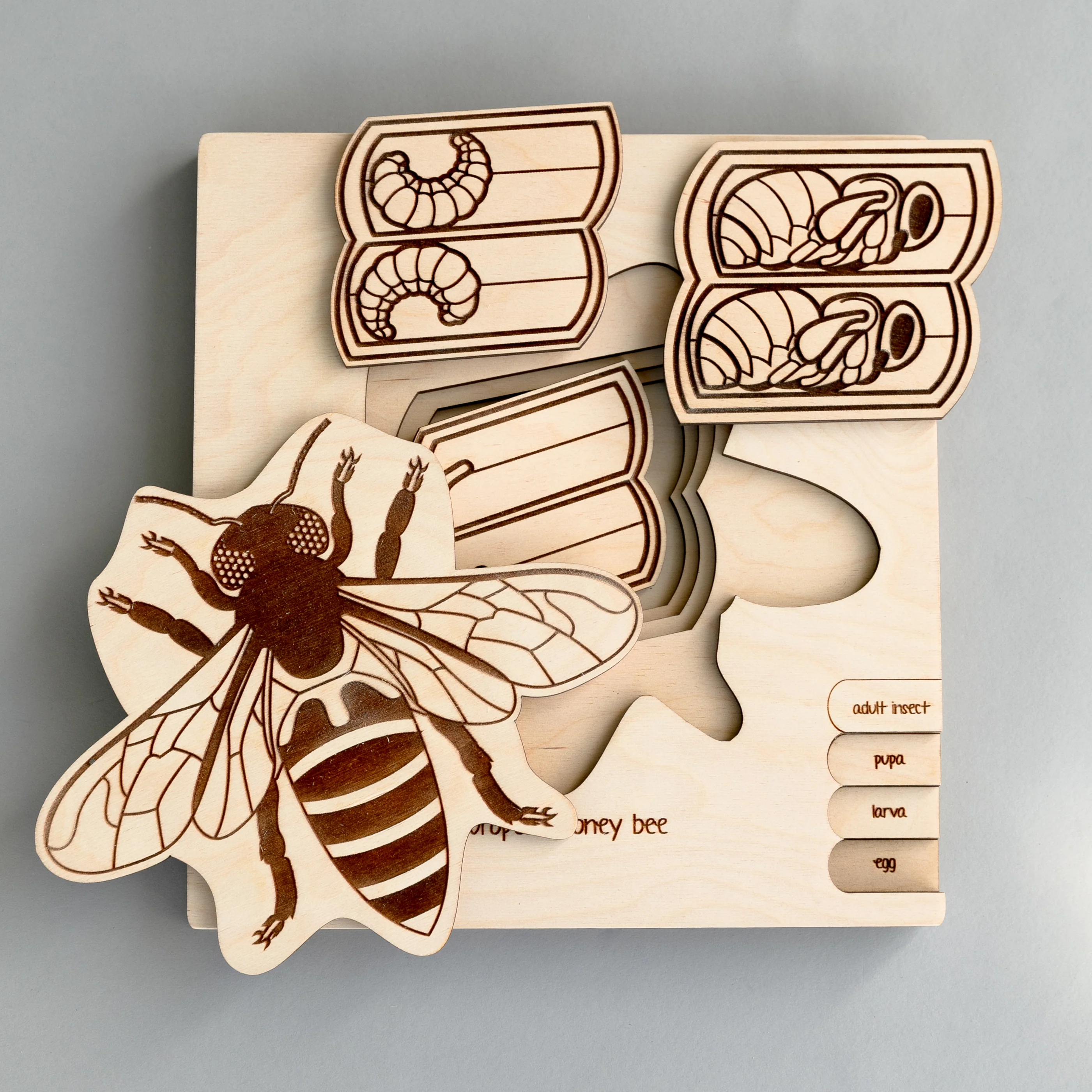 Insects Life Cycle Wooden Puzzle - Image 6